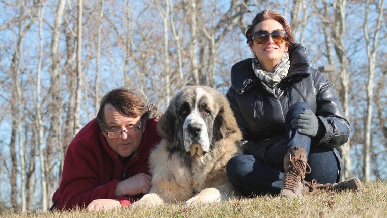 Family breeders walking with a Pyrenean Mastiff in a natural environment, a balanced and family-oriented guardian dog
