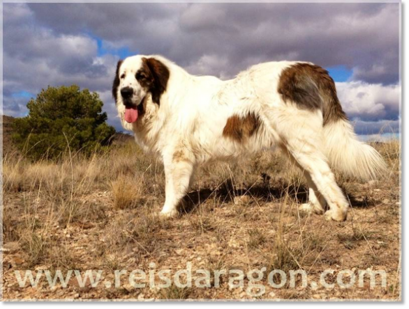 Pyrenean Mastiff Aragüés de Reis D'Aragón