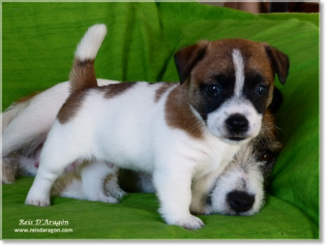 Buying a puppy Jack Russell Terrier