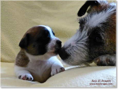 Buying a puppy Jack Russell Terrier