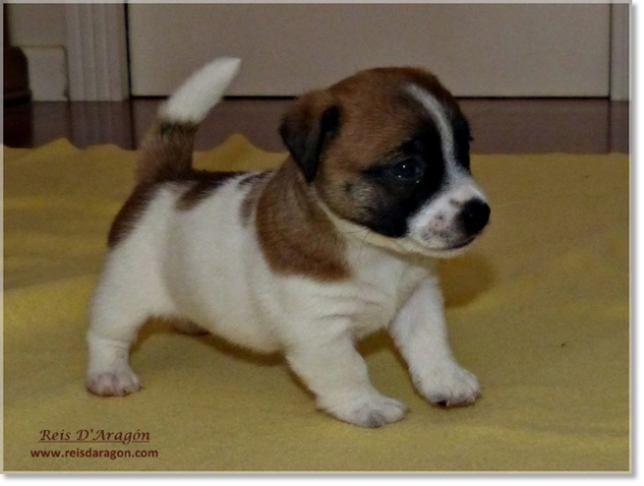 Puppy Jack Russell Terrier from Reis D'Aragón. Litter "A"