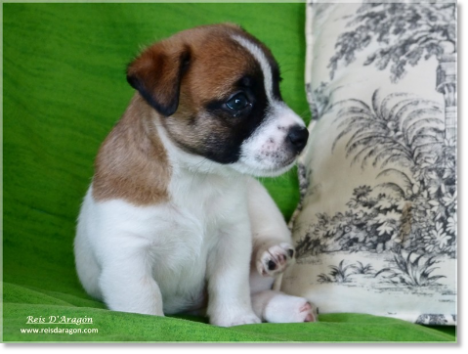 Buying a puppy Jack Russell Terrier