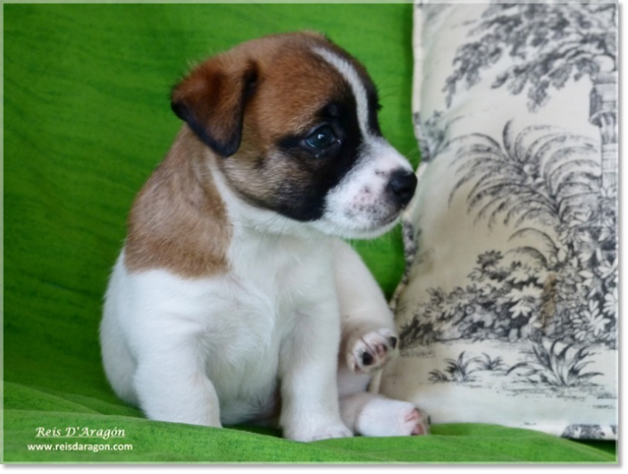 Buying a puppy Jack Russell Terrier