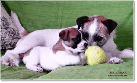 Puppy Jack Russell Terrier with his mother