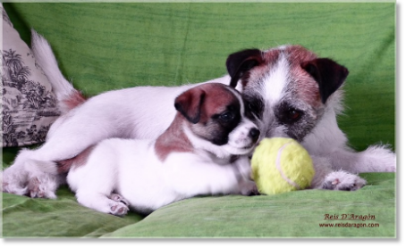 Care of the puppy Jack Russell Terrier Puppy Jack Russell Terrier with his mother