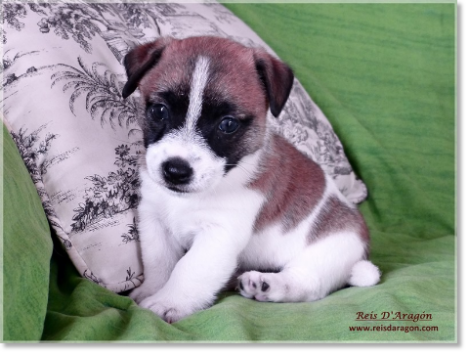 Buying a puppy Jack Russell Terrier
