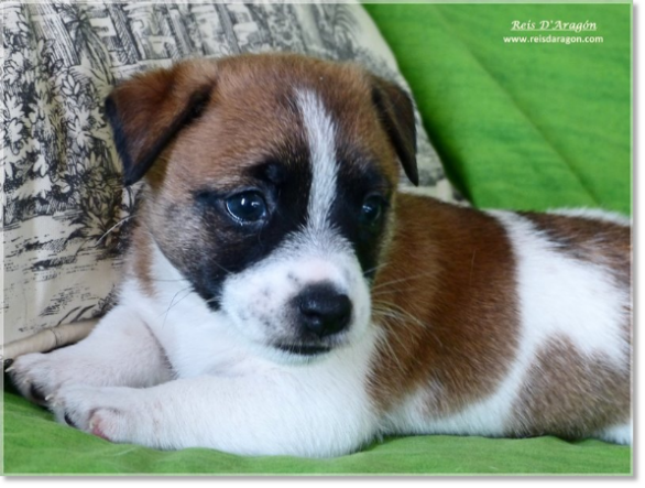 Puppy Jack Russell Terrier from Reis D'Aragón. Litter "A"