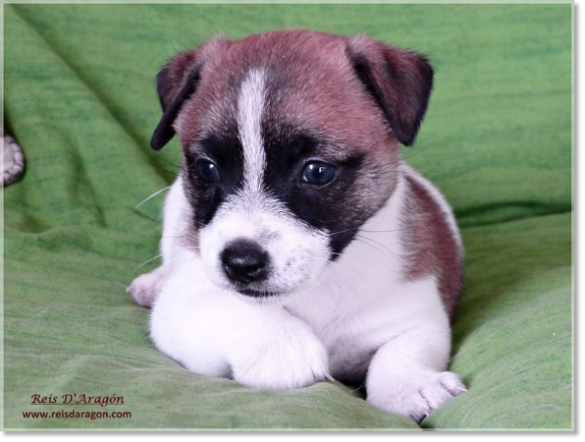 Puppy Jack Russell Terrier from Reis D'Aragón. Litter "A"