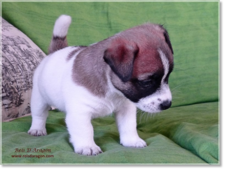 Buying a puppy Jack Russell Terrier