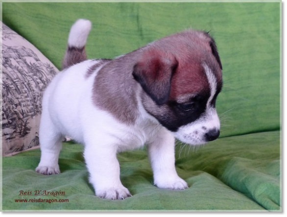 Puppy Jack Russell Terrier from Reis D'Aragón. Litter "A"