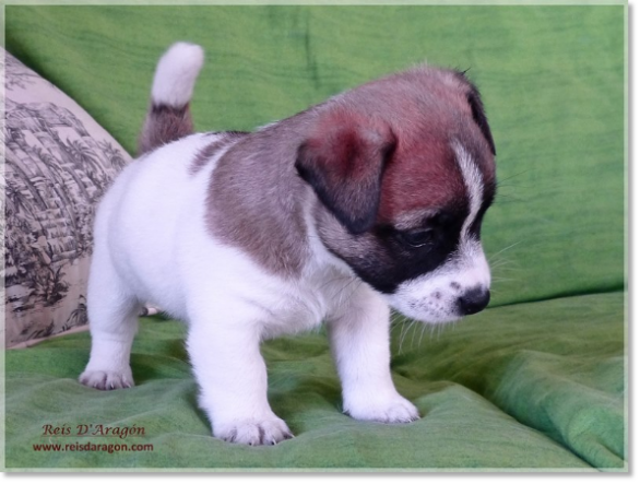 Puppy Jack Russell Terrier from Reis D'Aragón. Litter "A" Puppy Jack Russell Terrier from Reis D'Aragón. Litter "A"
