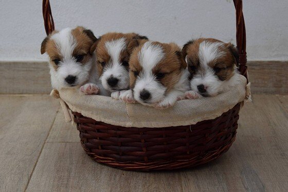 Sociable and active Jack Russell Terrier puppies, raised in a family environment with care and early socialisation
