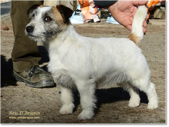 Lura de Gaspalleira, mother of the puppies (Jack Russell Terrier)