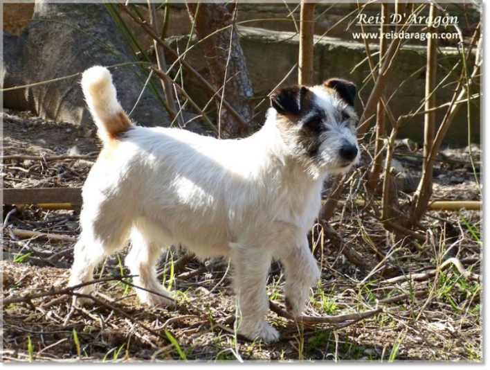 Jack Russell Terrier: Descripción y carácter