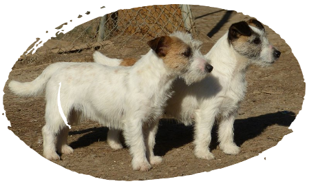 The breed Jack Russell Terrier Two Jack Russell Terrier in Reis D'Aragón