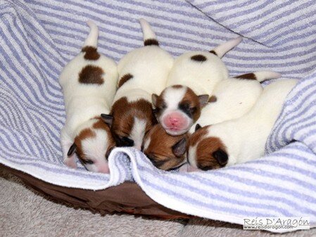 Five newborn Jack Russell Terrier puppies in a basket, Reis D'Aragón litter.
