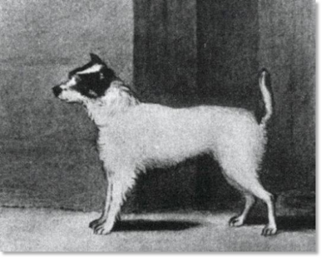 Histoire et origine de la race Jack Russell Terrier