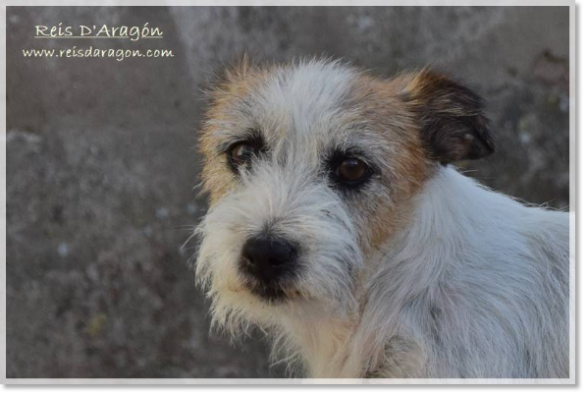 Jack Russell Terrier Brönte de Reis D'Aragón Jack Russell Terrier female Brönte de Reis D'Aragón