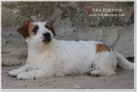 Jack Russell Terrier Romina de El Roc D'Auró