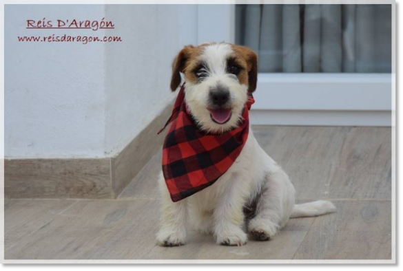 Jack Russell Terrier Romina de El Roc D'Auró, Pilar festivities Jack Russell Terrier Romina de El Roc D'Auró, Pilar festivities