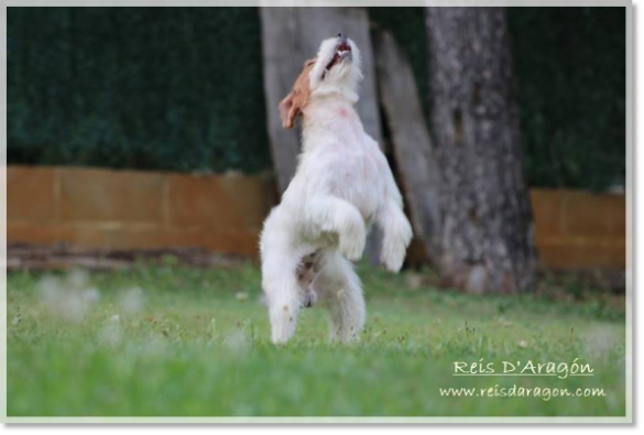 Jack Russell Terrier Horadada Mynor