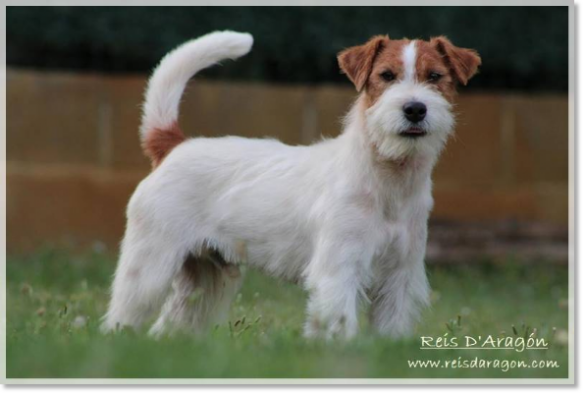 Male Jack Russell Terrier Horadada Mynor "Champi", sire of a litter at Reis D'Aragón
