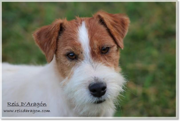 Jack Russell Terrier Horadada Mynor