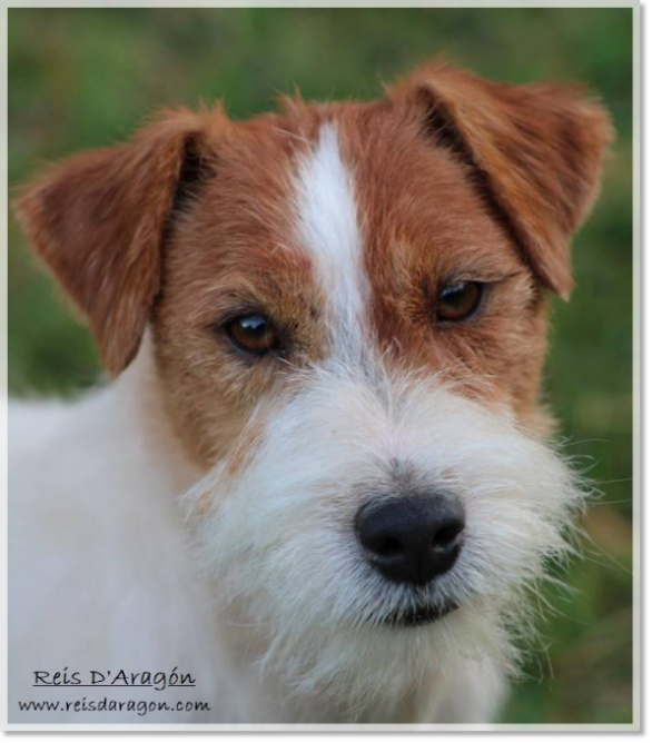 Jack Russell Terrier male Horadada Mynor