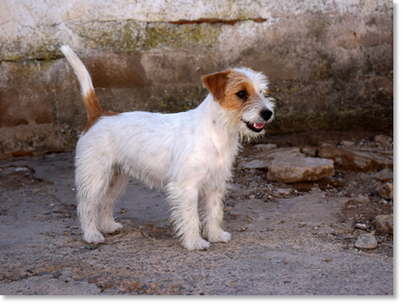 Campanilla de Reis D’Aragón “Campi”, hembra Jack Russell Terrier criada en casa