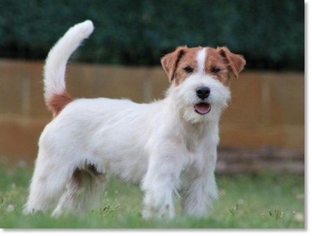 Horadada Mynor “Champi”, macho Jack Russell Terrier del criadero Reis D’Aragón