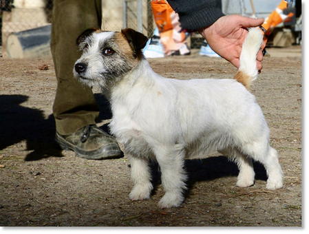 Lura de Gaspalleira “Lura”, Jack Russell Terrier remembered with affection