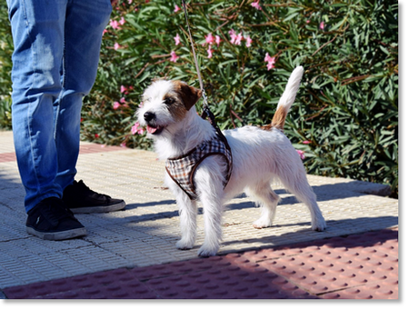 Fosforita de Reis D’Aragón “Rita”, hembra Jack Russell Terrier del criadero Reis D’Aragón