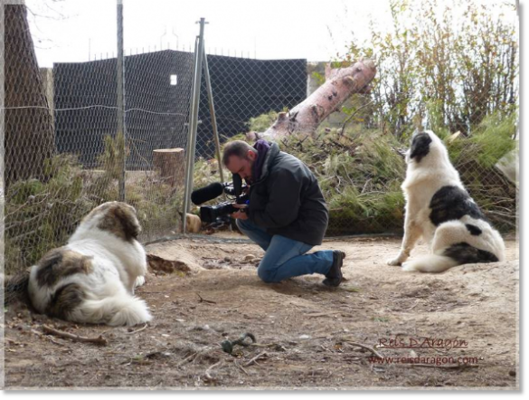 Recording of the Pyrenean Mastiffs for La Madriguera from Aragon TV