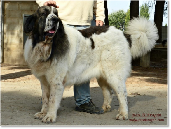 ChJ Ch Barbastro de Reis D'Aragón, champion in Spain