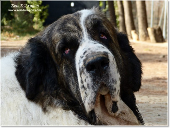 Ch Barbastro de Reis D'Aragón, father of the puppies