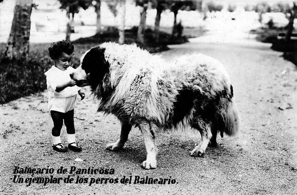 The Pyrenean Mastiff breed Old photo of Pyrenean Mastiff in the Balneario de Panticosa