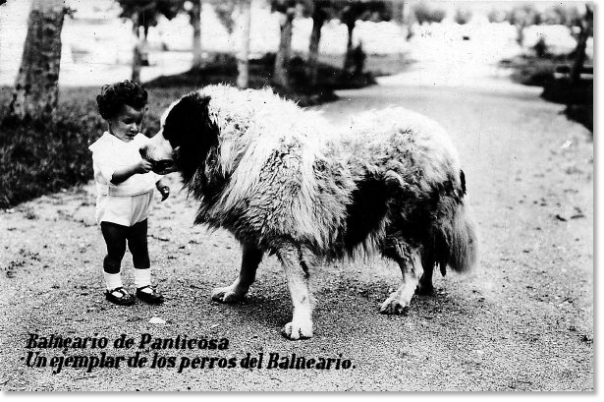 The Pyrenean Mastiff, an Aragonese breed dog