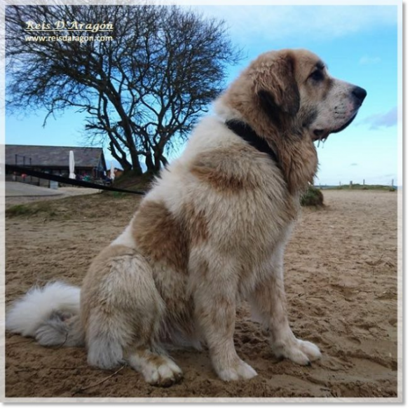 Pyrenean Mastiff Ibort de Reis D'Aragón