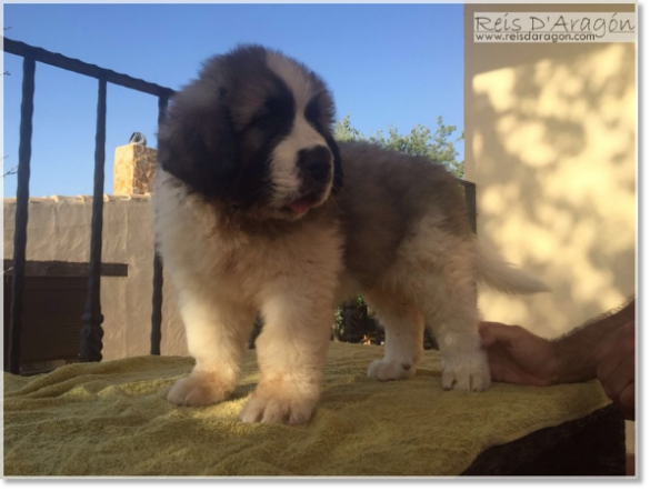 Pyrenean Mastiff puppy Wonder Boy de Font Roja