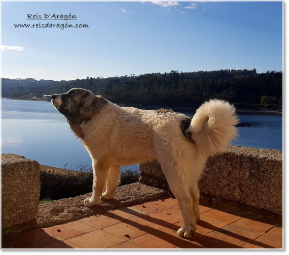 Pyrenean Mastiff Pilzan de Reis D'Aragón (1 year) in Portugal