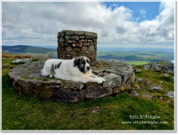 Pyrenean Mastiff female Gabasa de Reis D'Aragón (5 years) in England