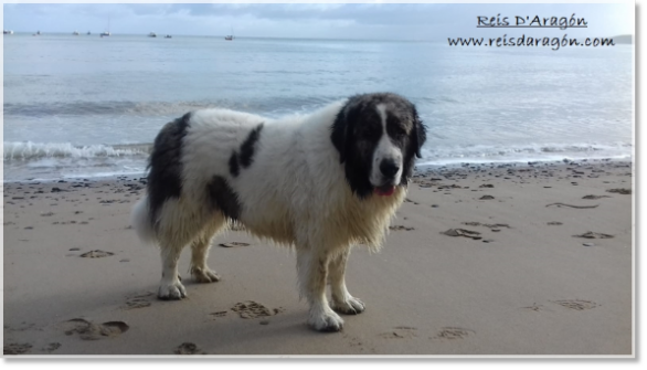 Pyrenean Mastiff female Gabasa de Reis D'Aragón (5 years) in England