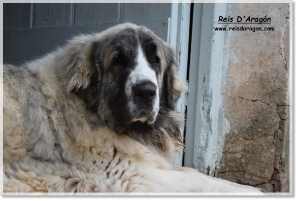 Pyrenean mastiff Whetu de Reis D'Aragón. 2 years