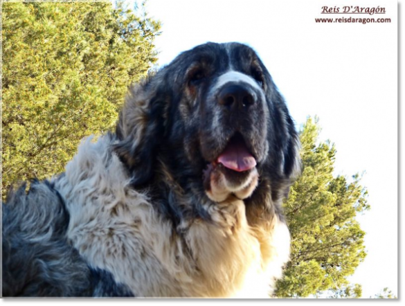 Pyrenean Mastiff Donna Divina de la Cabaña de Otaula. Un año Pyrenean Mastiff Donna Divina de la Cabaña de Otaula