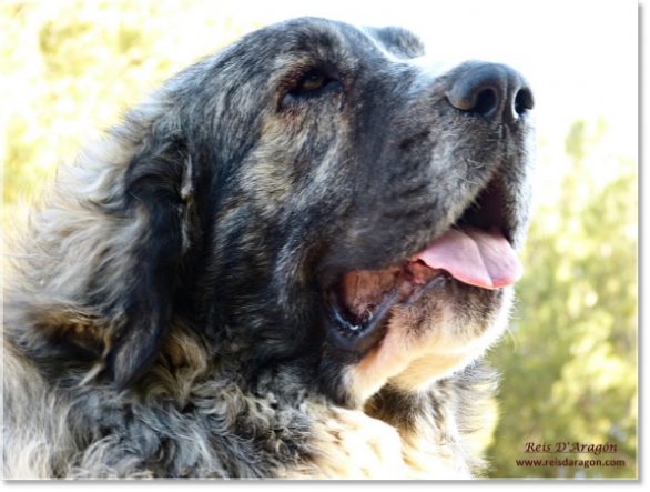 Donna Divina de la Cabaña de Otaula, mother of the puppies