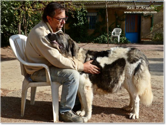 Pyrenean Mastiff Donna Divina de la Cabaña de Otaula. 2 años Pyrenean Mastiff Donna Divina de la Cabaña de Otaula