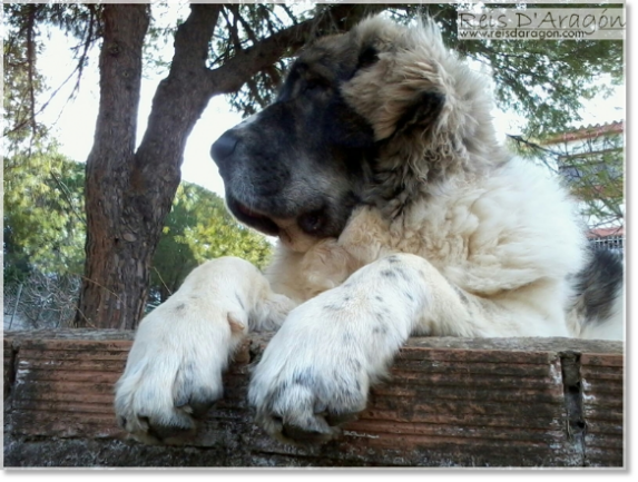 Pyrenean Mastiff Dolce Diva de la Cabaña de Otaula