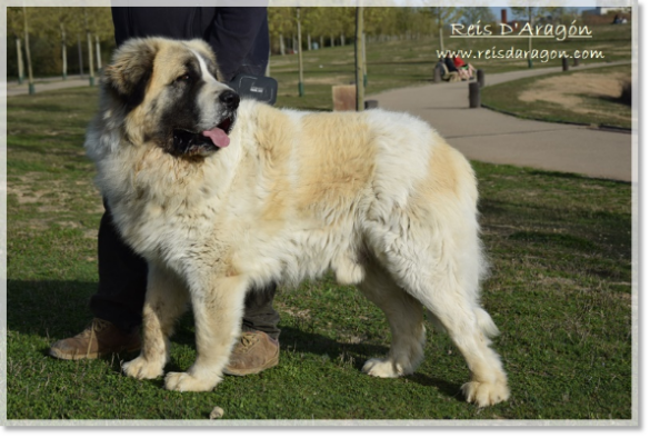 Father of the puppies Olson de Reis D'Aragón