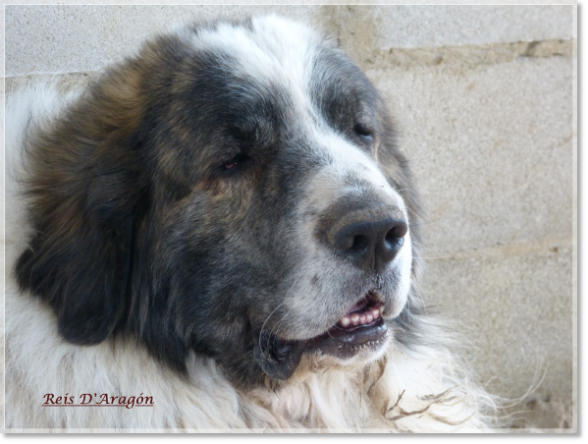Pyrenean Mastiff father of the puppies