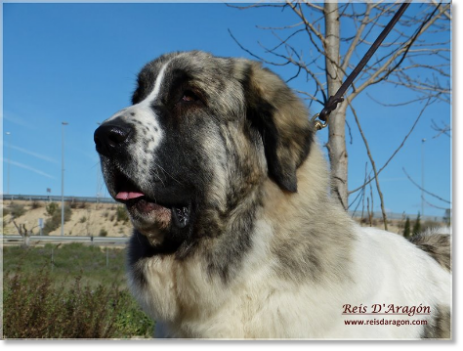 Pyrenean Mastiff: Mother of the puppies